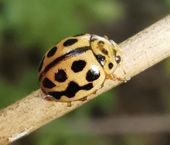 Tytthaspis sedecimpunctata