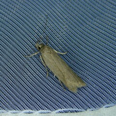 Acompsia cinerella