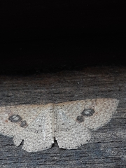 Epicyme rubropunctaria