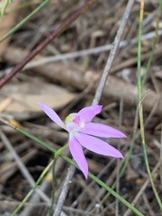 Caladenia alata