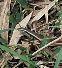 Eutropis