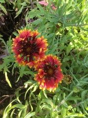 Gaillardia