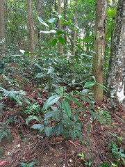 Sarcandra glabra