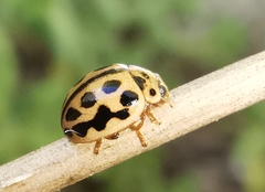 Tytthaspis sedecimpunctata