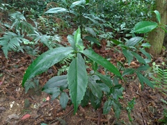 Sarcandra glabra