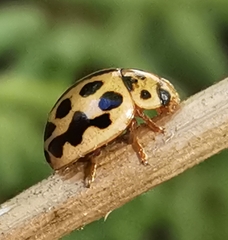 Tytthaspis sedecimpunctata