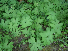 Petasites frigidus palmatus