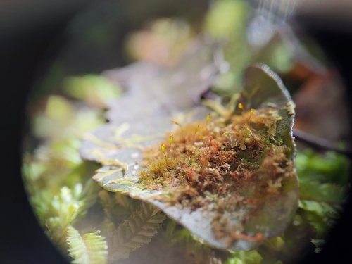 Ephemeropsis