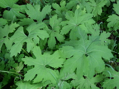 Petasites frigidus palmatus