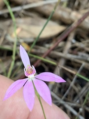 Caladenia alata