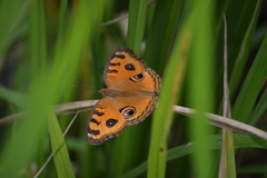 Junonia almana