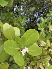 Aegiceras corniculatum