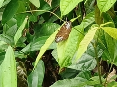 Tanaecia pelea