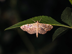 Haritalodes derogata