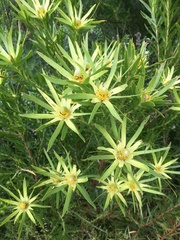 Leucadendron xanthoconus