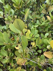 Aegiceras corniculatum