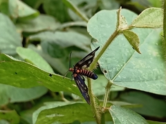 Thyrassia