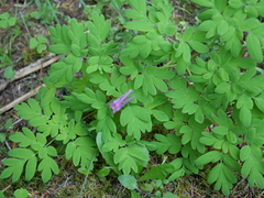 Corydalis scouleri