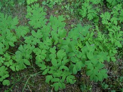 Corydalis scouleri