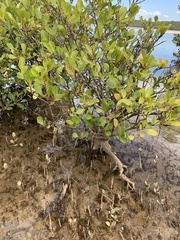 Aegiceras corniculatum