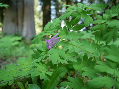 Corydalis scouleri