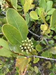 Aegiceras corniculatum