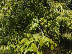 Pyrus communis