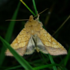 Pyrrhia umbra