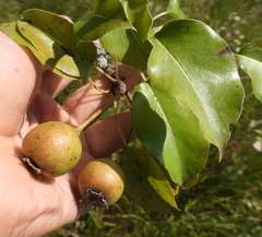 Pyrus communis