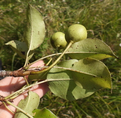 Pyrus communis