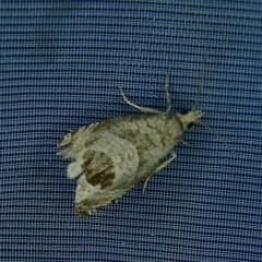 Notocelia uddmanniana