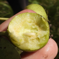 Pyrus communis