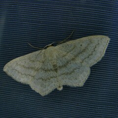 Scopula nigropunctata