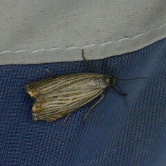 Chrysoteuchia culmella