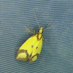 Agapeta zoegana