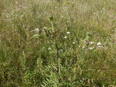 Cirsium decussatum
