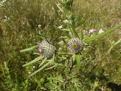 Cirsium decussatum