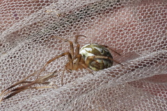 Neoscona adianta
