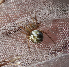 Neoscona adianta