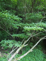 Trochodendron aralioides