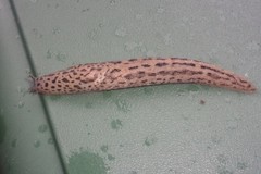 Limax maximus