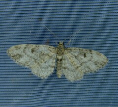 Eupithecia tantillaria