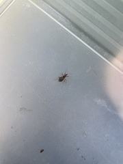 Himacerus mirmicoides