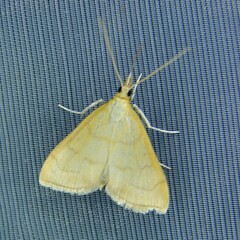 Anania crocealis