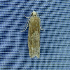 Eucosma