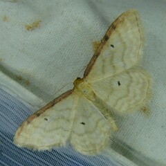 Idaea humiliata