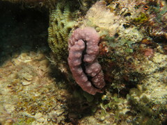 Phyllidiopsis krempfi