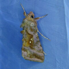 Autographa jota