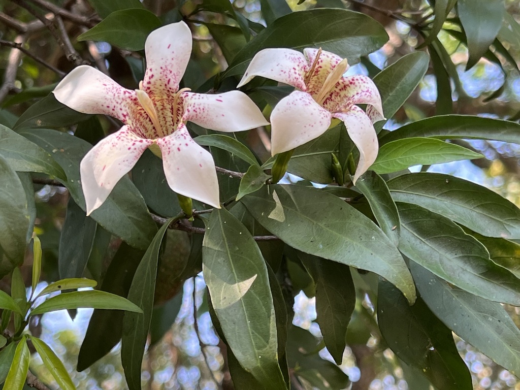 sand scented-bells