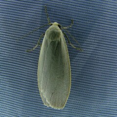 Eilema griseola